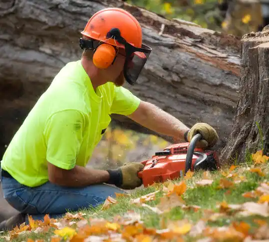 tree services Beattystown